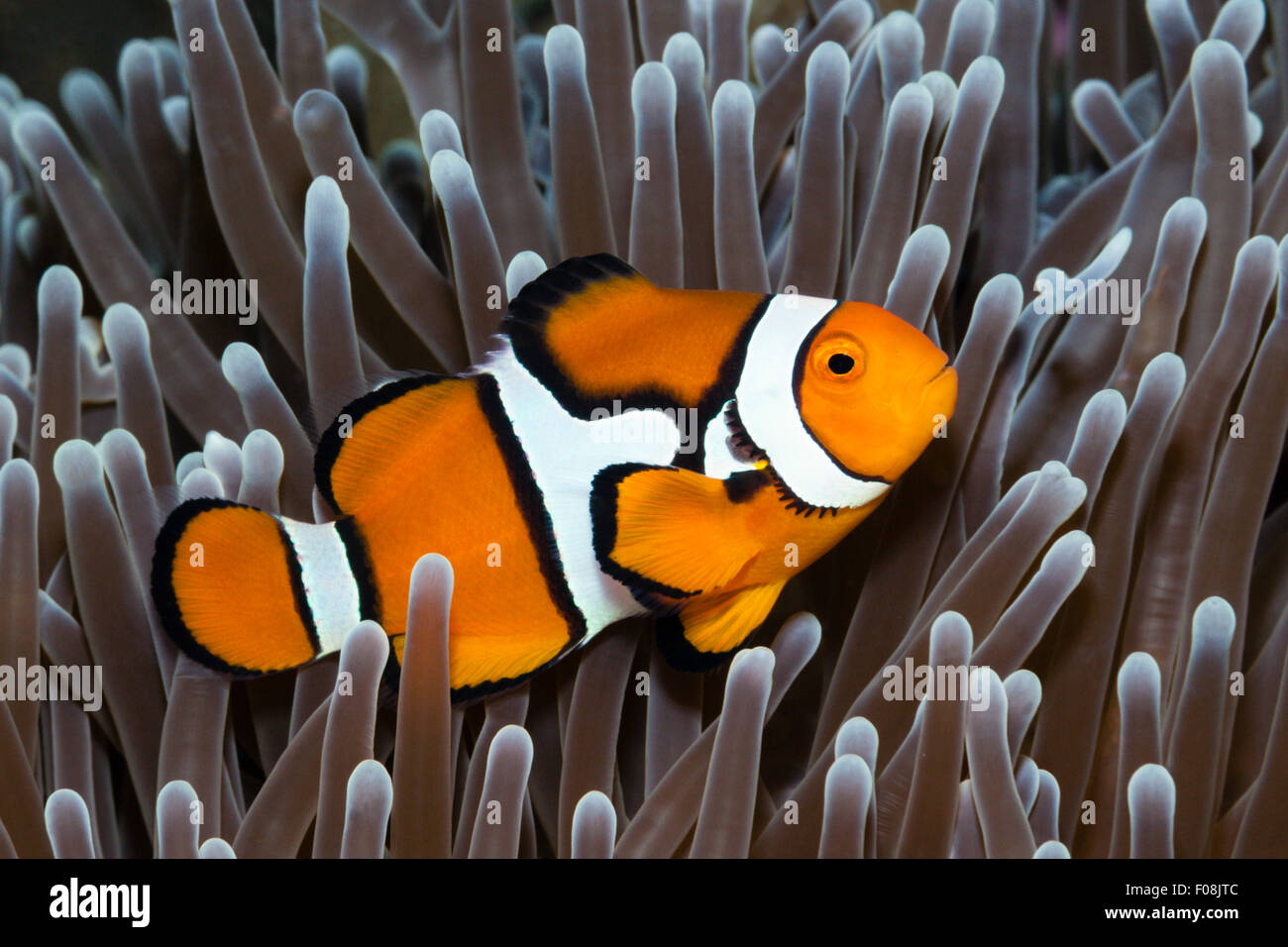 Clown Anemonefish, Amphiprion percula, Florida Islands, Solomon Islands Stock Photo