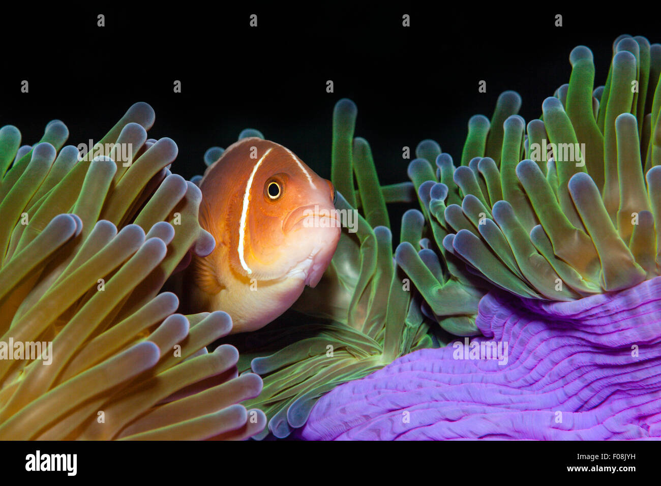 Pink Anemonefish, Amphiprion perideraion, Florida Islands, Solomon Islands Stock Photo