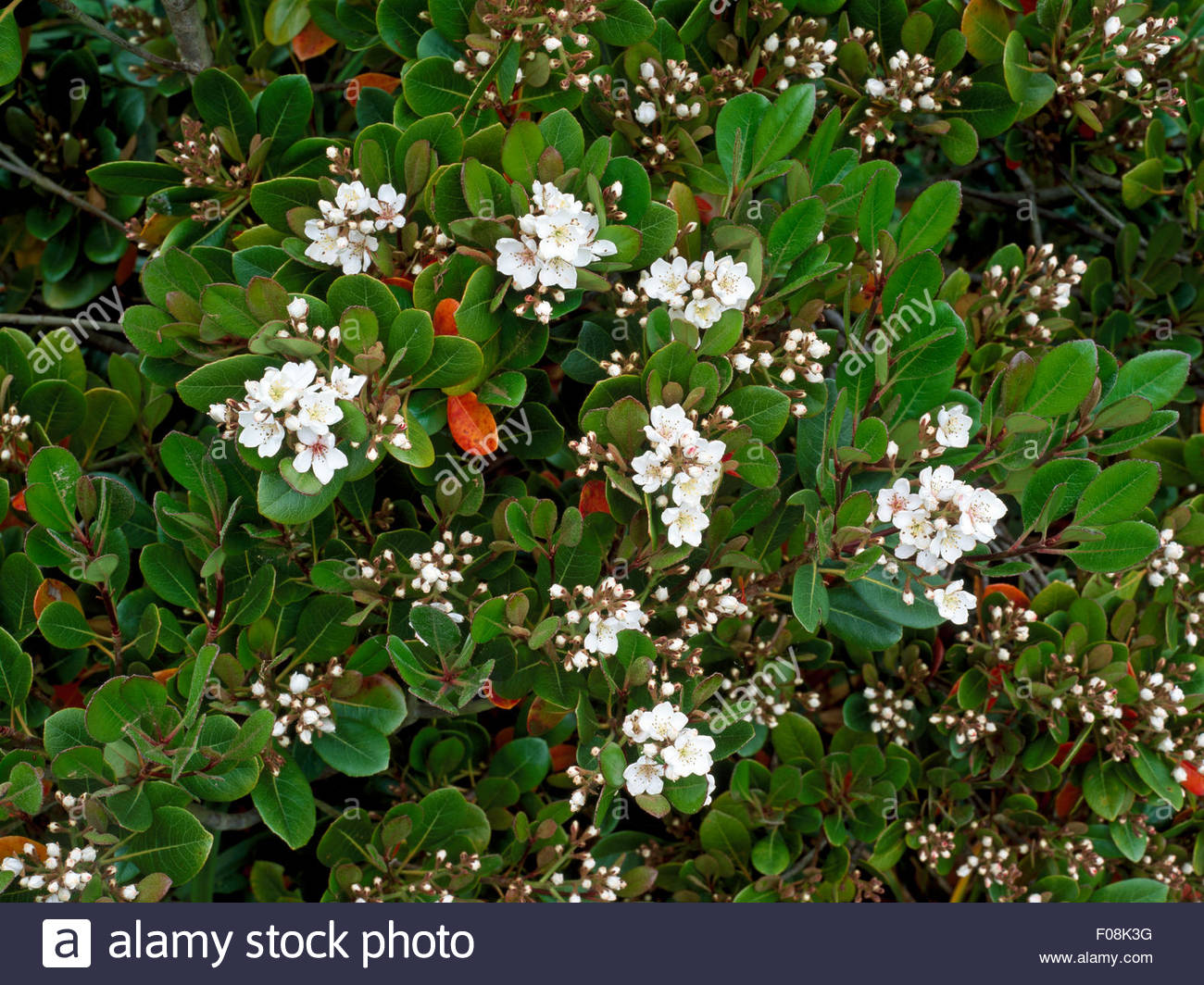 Rhaphiolepis Stock Photos & Rhaphiolepis Stock Images Alamy