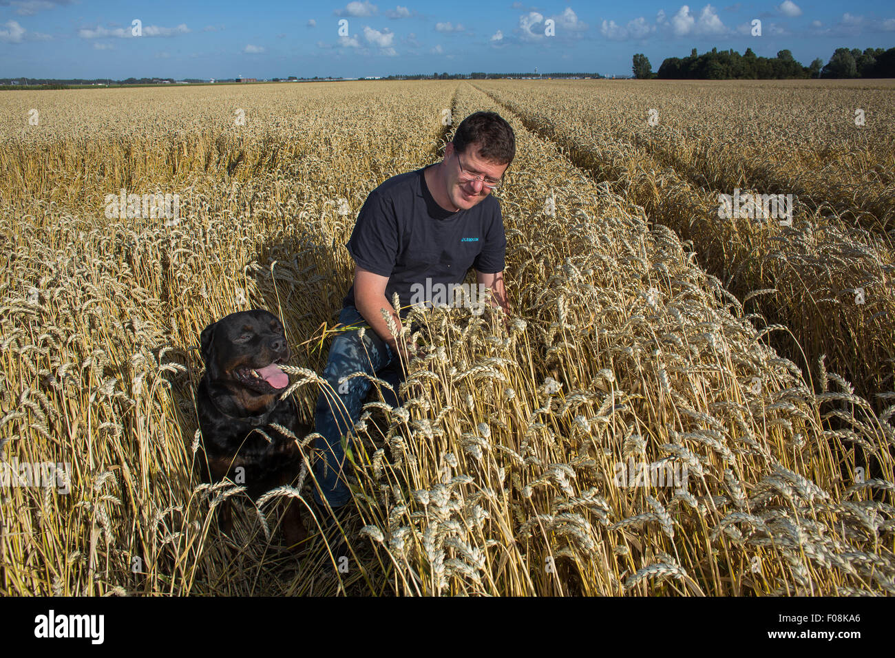 Agriculture land in the Netherlands Stock Photo - Alamy
