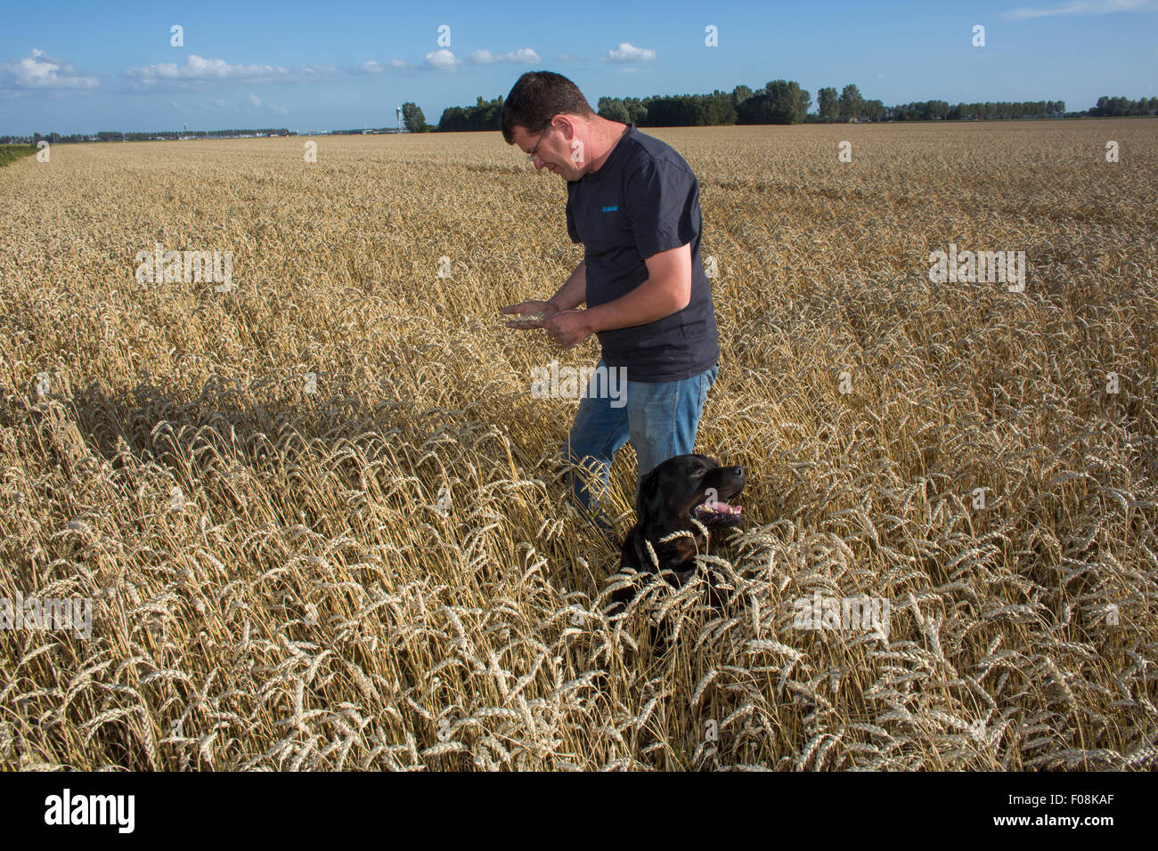 Agriculture land in the Netherlands Stock Photo - Alamy