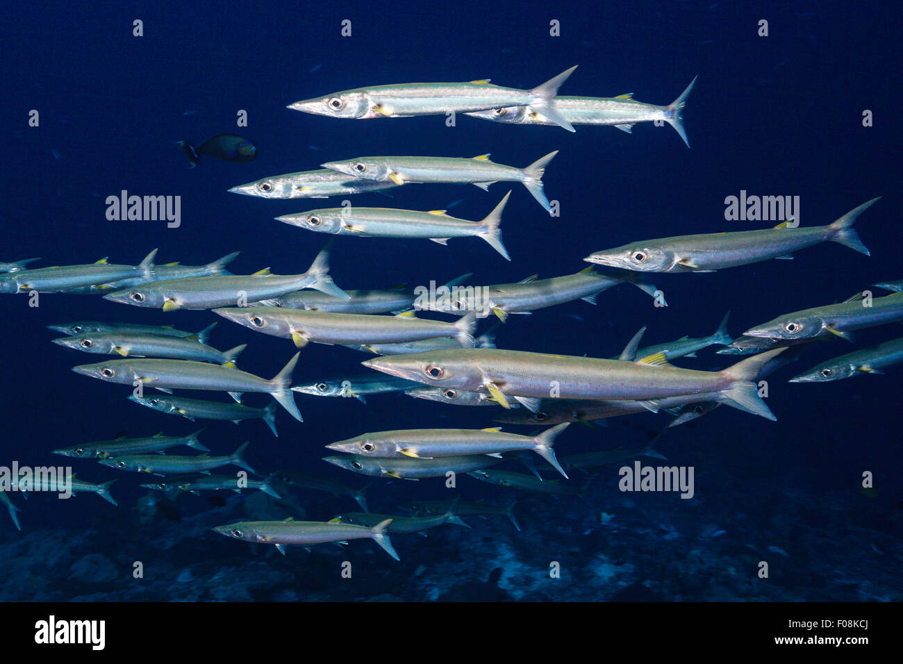 Shoal of Hellers Barracuda, Sphyraena helleri, Mary Island, Solomon Islands Stock Photo