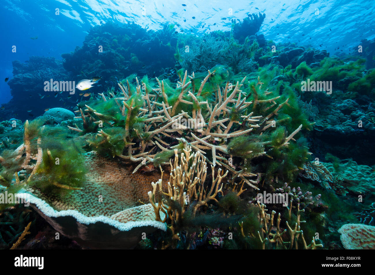 Algae covering Reef, Russell Islands, Solomon Islands Stock Photo