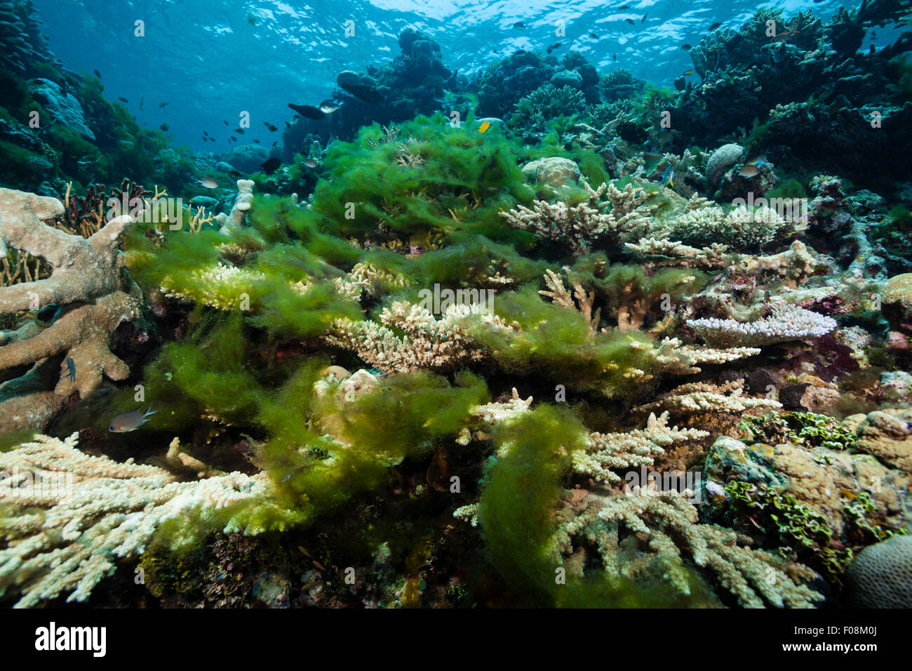 Algae covering Reef, Russell Islands, Solomon Islands Stock Photo