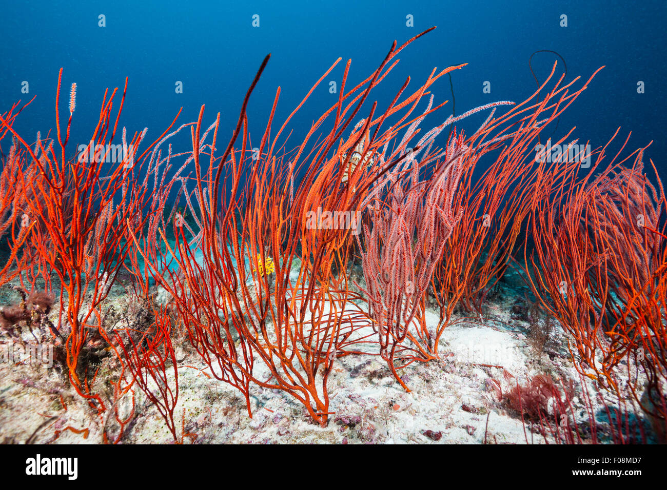 Whip Corals, Ellisella ceratophyta, Marovo Lagoon, Solomon Islands Stock Photo