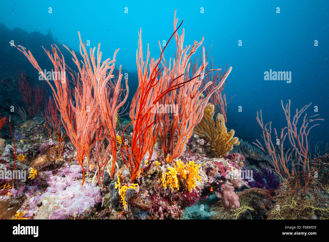 Whip Corals, Ellisella ceratophyta, Marovo Lagoon, Solomon Islands Stock Photo