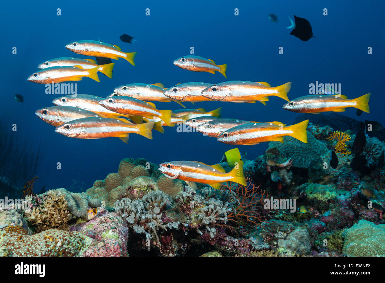 Shoal of Twospot Snapper, Lutjanus biguttatus, Marovo Lagoon, Solomon ...
