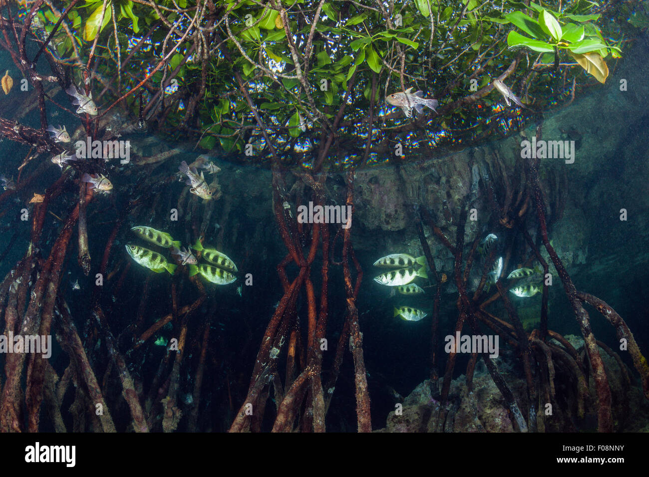 Banded Archerfish in Mangroves, Toxotes jaculatrix, Russell Islands, Solomon Islands Stock Photo