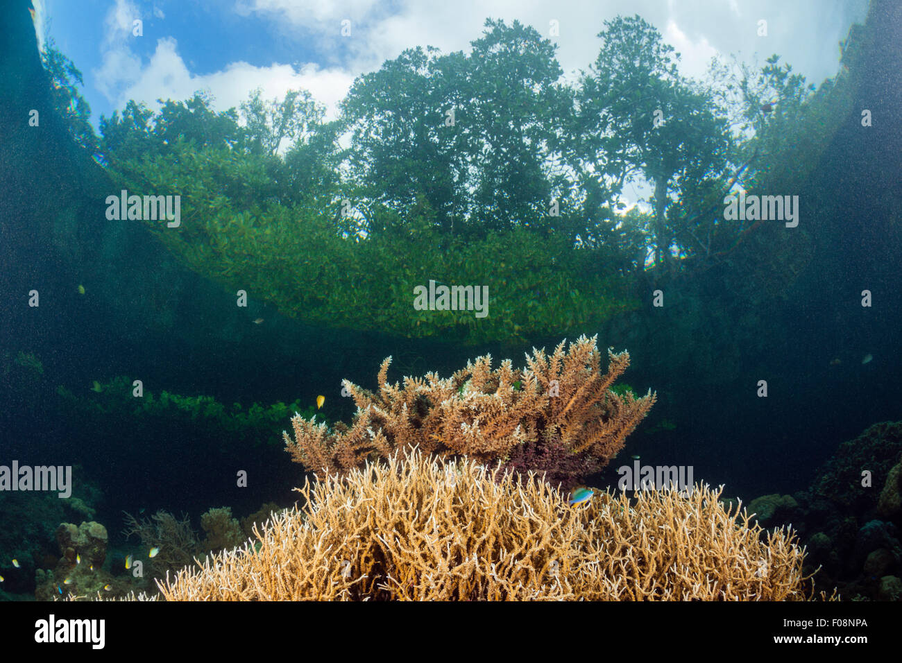 Corals in Mangroves, Acroporoa sp., Russell Islands, Solomon Islands Stock Photo