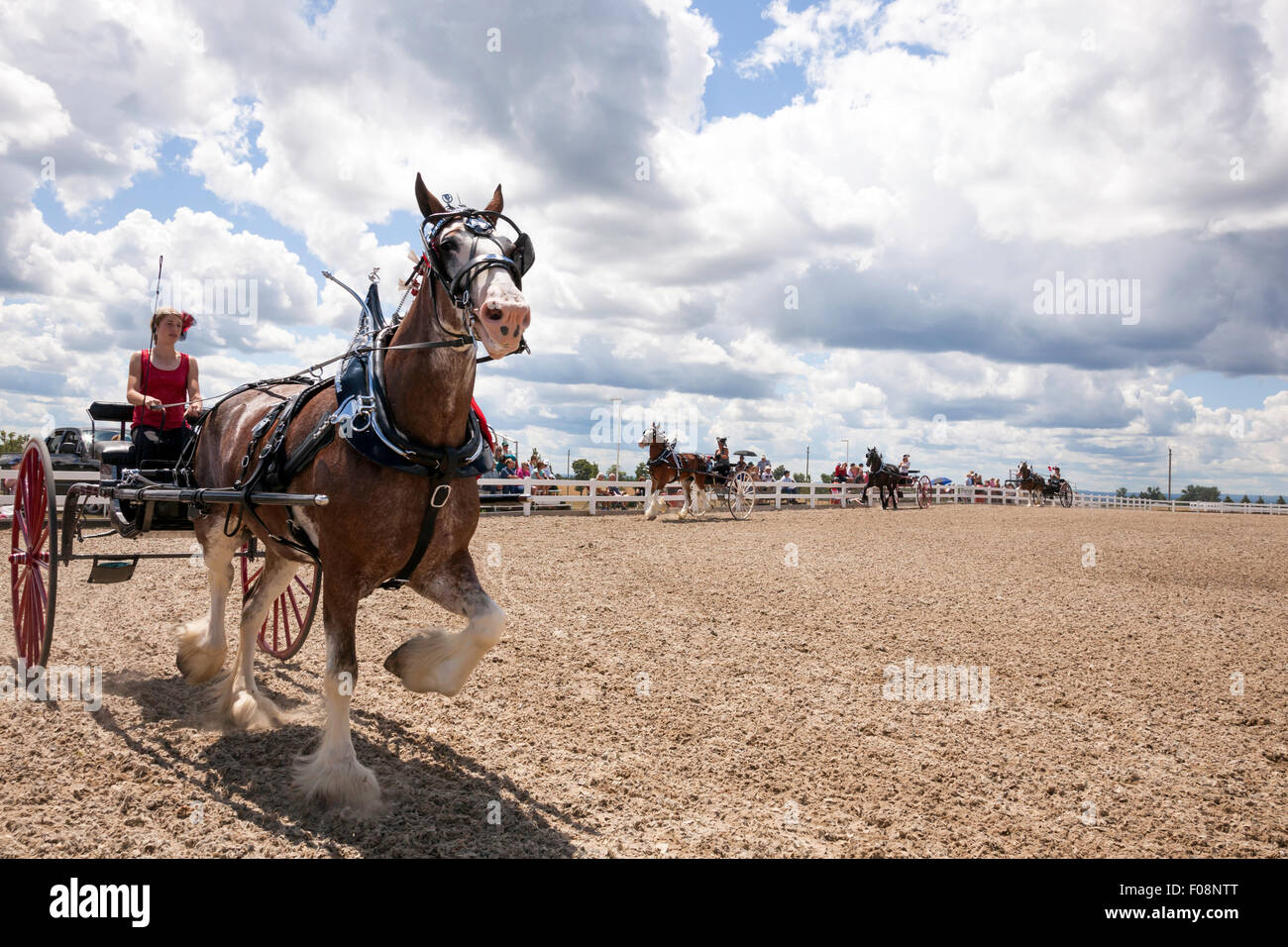 Draft Horse Exhibition and Show in Ivy;Ontario;Canada;Essa Canadian
