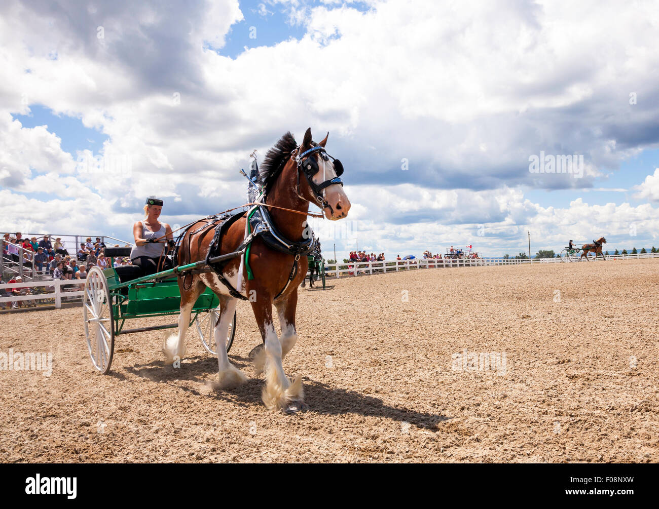 Canadian national draft horse show hires stock photography and images