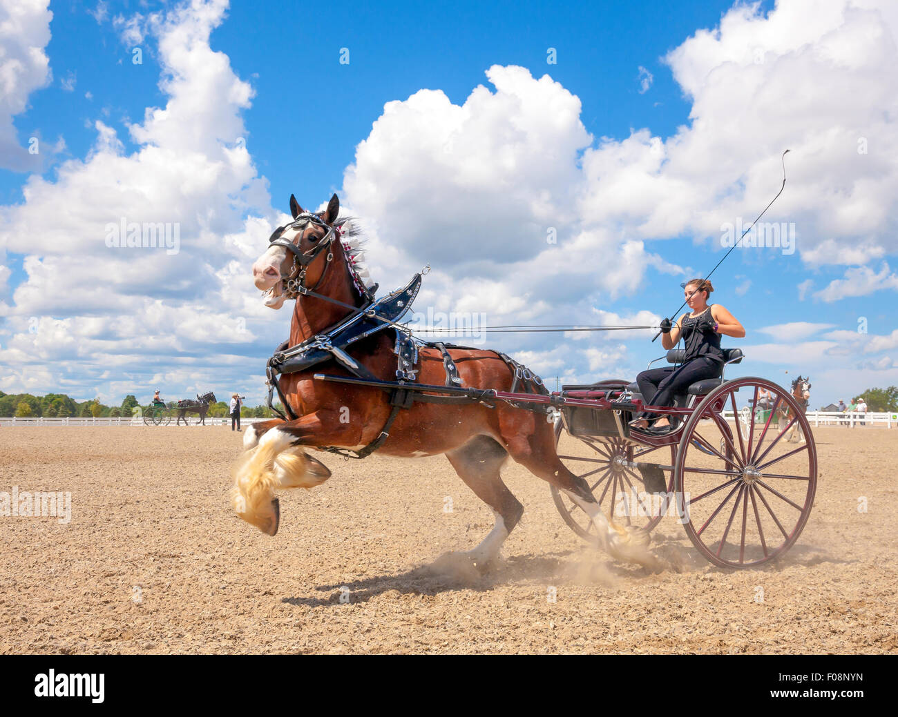 Draft Horse Exhibition and Show in Ivy;Ontario;Canada;Essa Canadian National Draft Horse