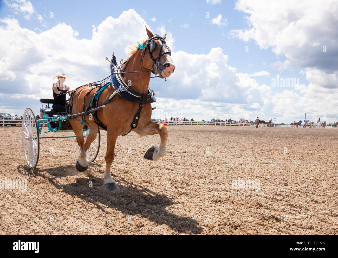 Draft Horse Exhibition and Show in Ivy;Ontario;Canada;Essa Canadian National Draft Horse