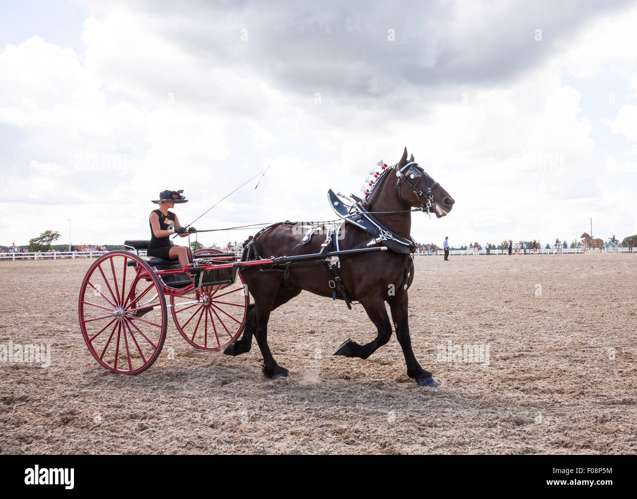 Draft Horse Exhibition and Show in Ivy;Ontario;Canada;Essa Canadian