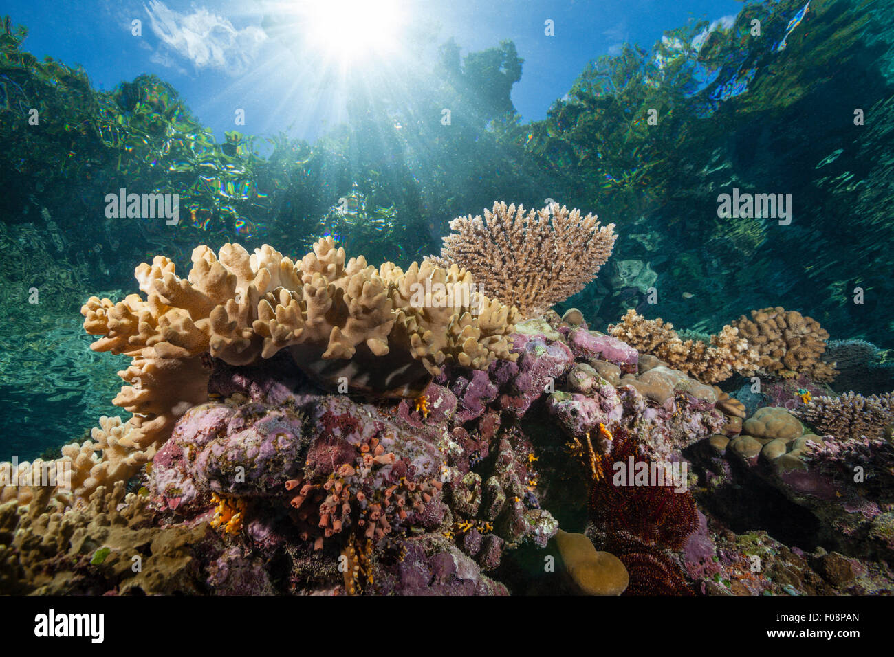 Coral on Reeftop, Russell Islands, Solomon Islands Stock Photo