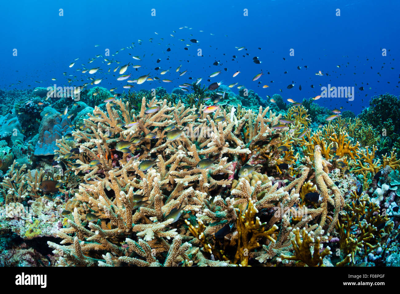 Coral on Reeftop, Russell Islands, Solomon Islands Stock Photo