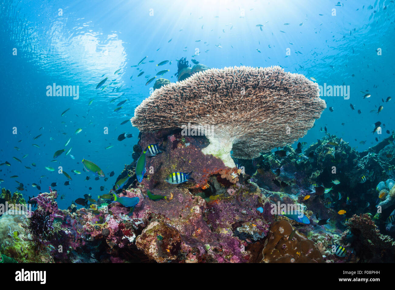 Table Coral on Reeftop, Acroporoa sp., Florida Islands, Solomon Islands Stock Photo