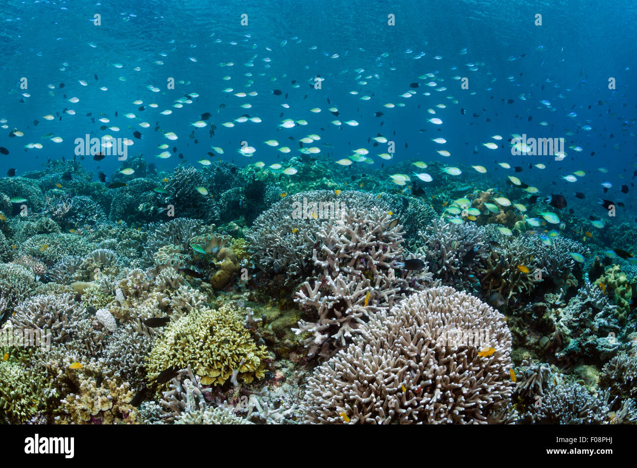 Hard Coral on Reeftop, Acroporoa sp., Florida Islands, Solomon Islands Stock Photo