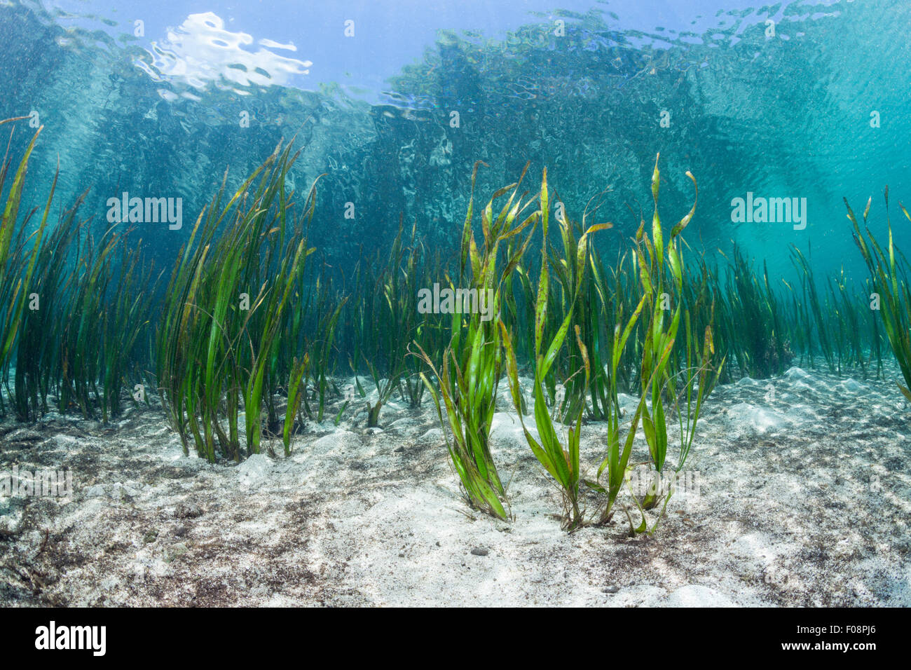 Seagrass meadow florida hires stock photography and images Alamy