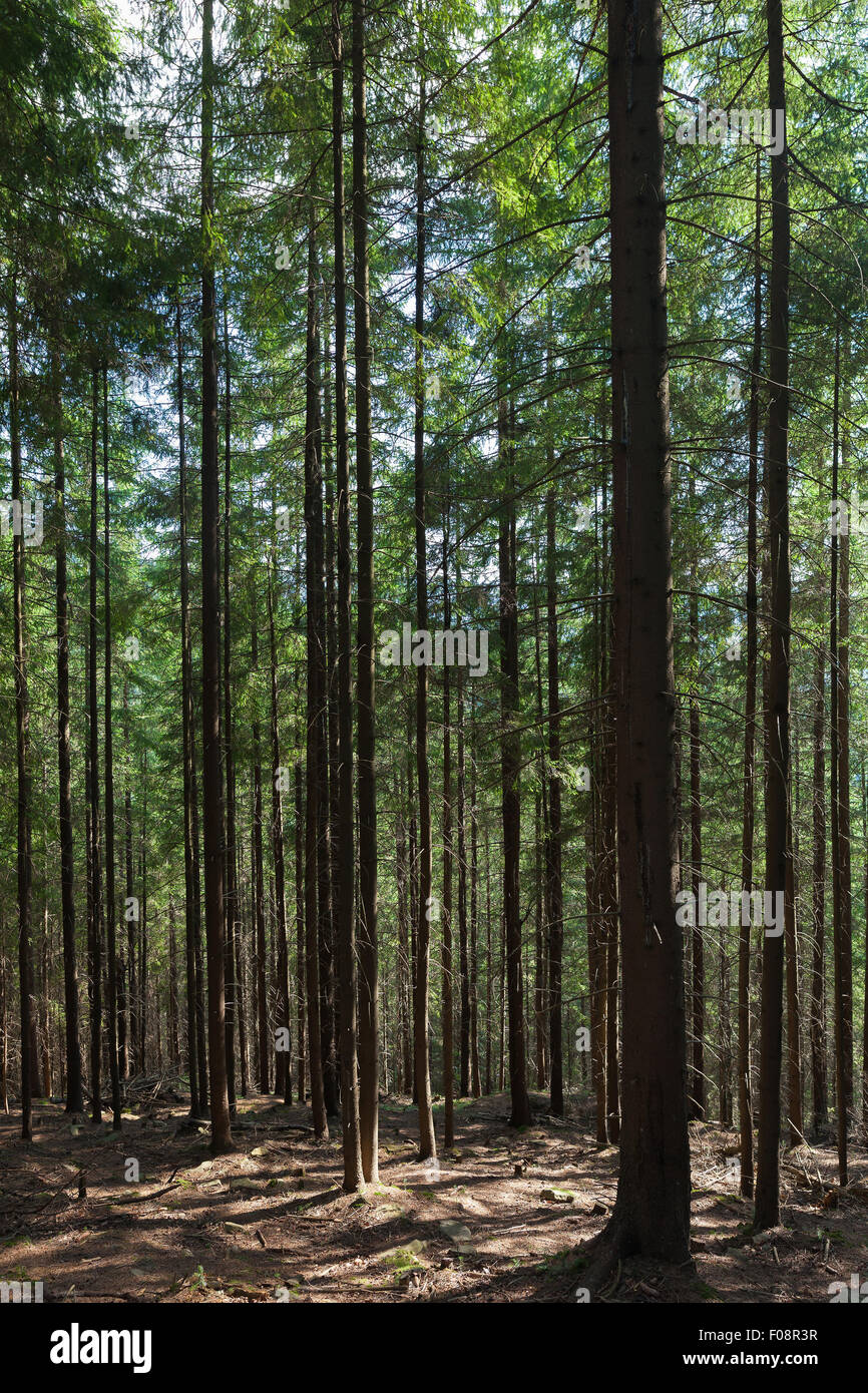 summer landscape pine forest in the Carpathians Stock Photo - Alamy