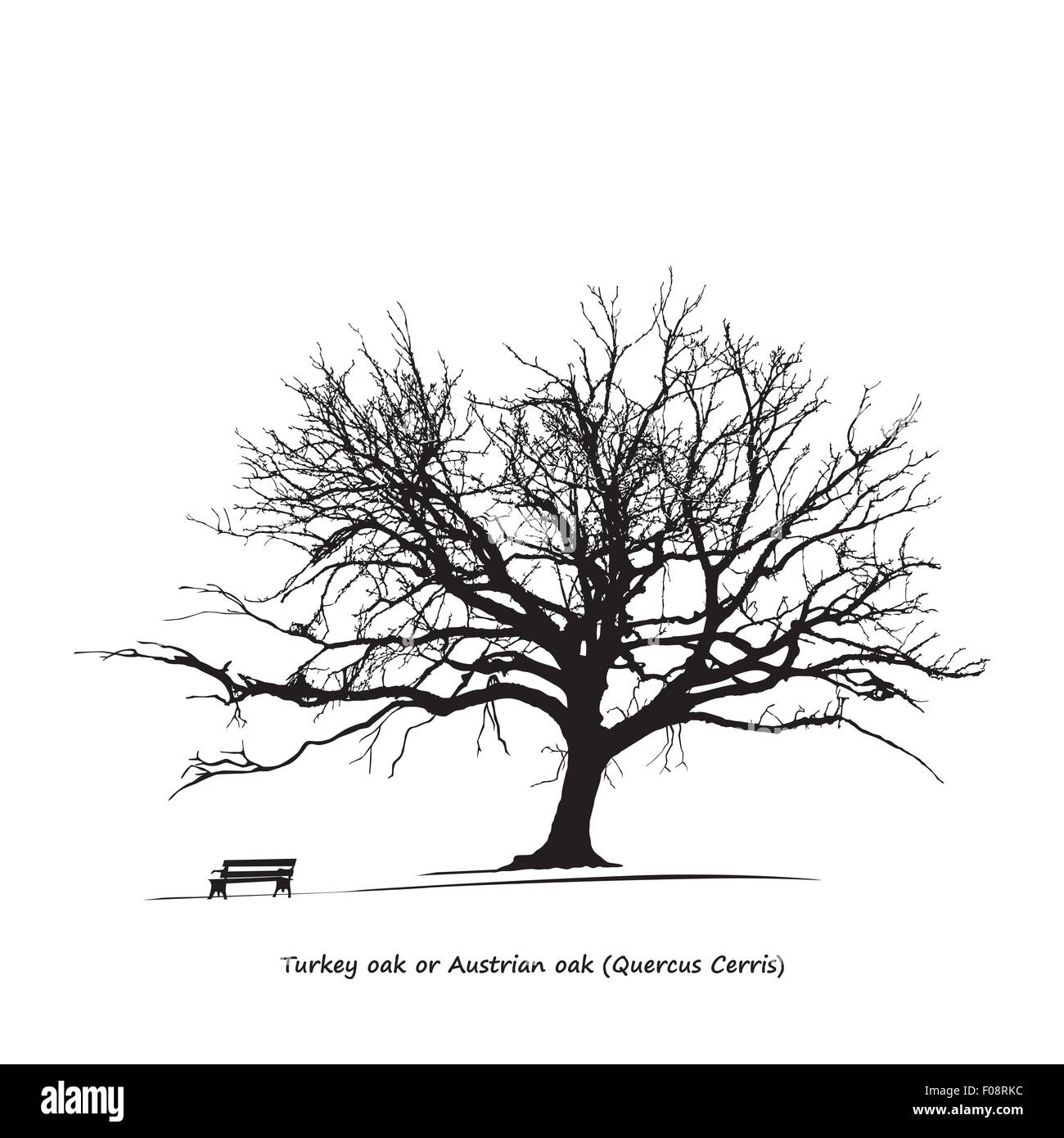 Oak tree silhouette isolated hi-res stock photography and images - Alamy