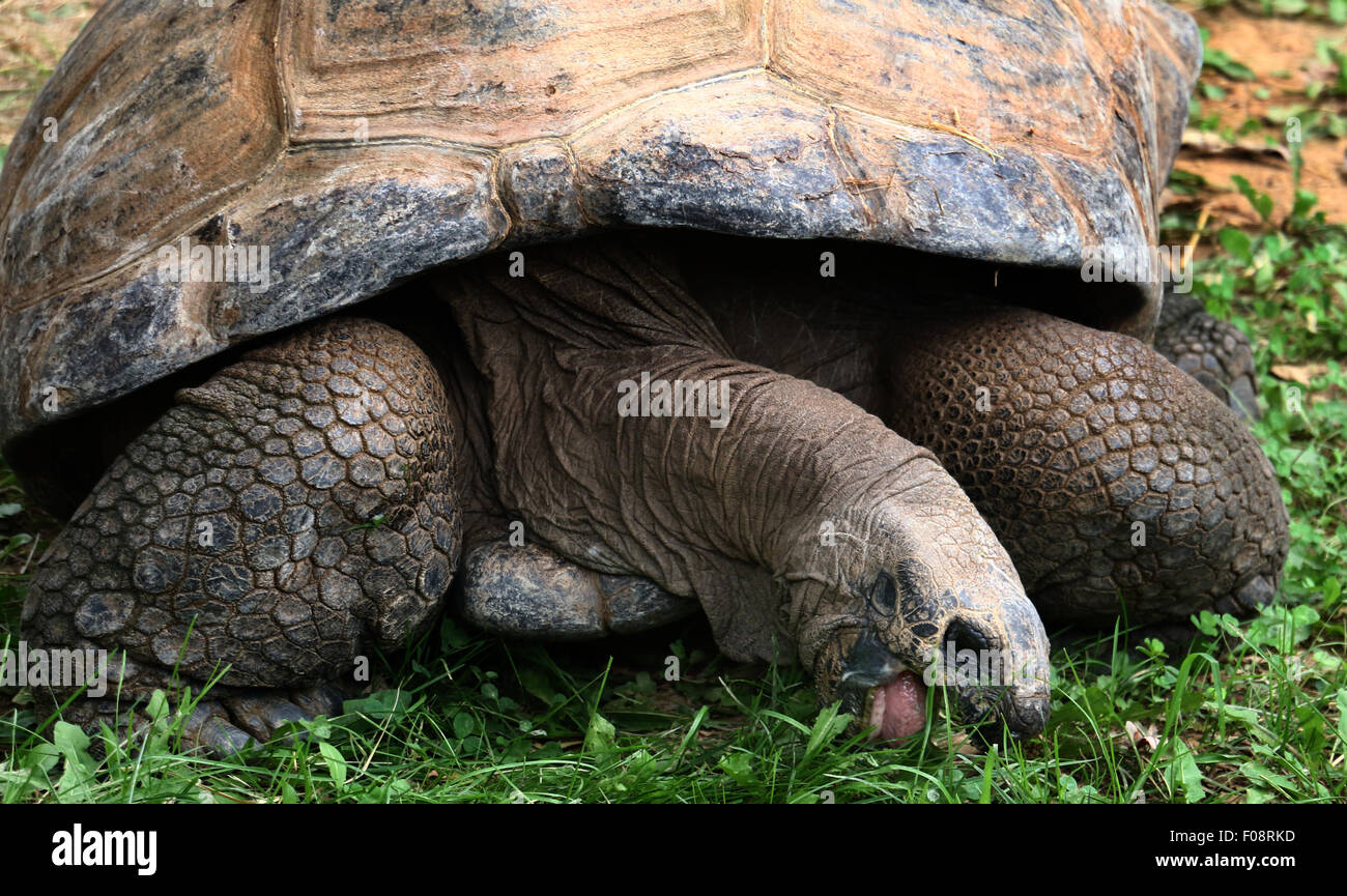 The Aldabra giant tortoise Aldabrachelys gigantea at the National Zoo in Washington D.C. Stock Photo
