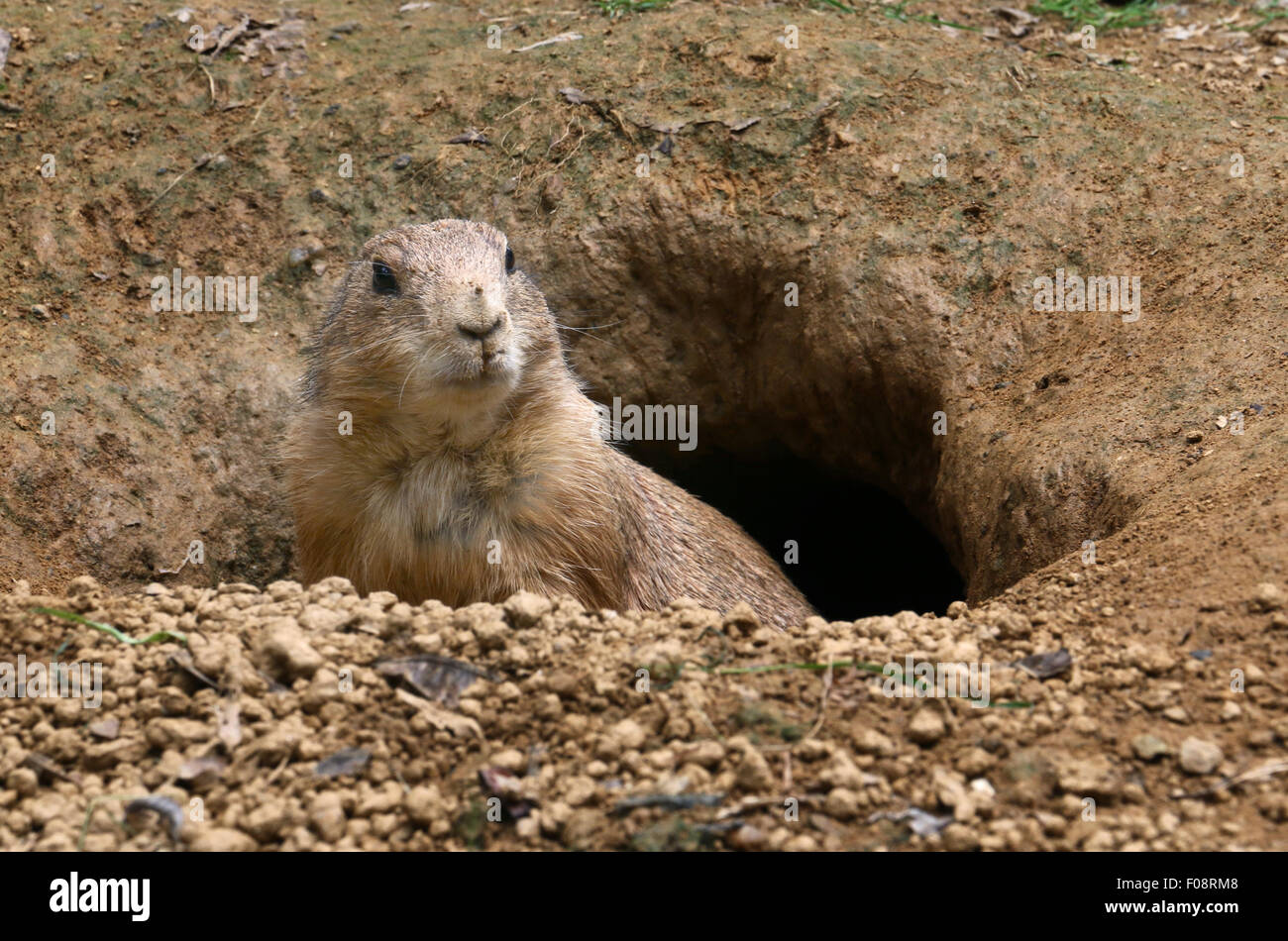 Black-tailed prairie dog in burrow at National Zoo in Washington D.C. Stock Photo