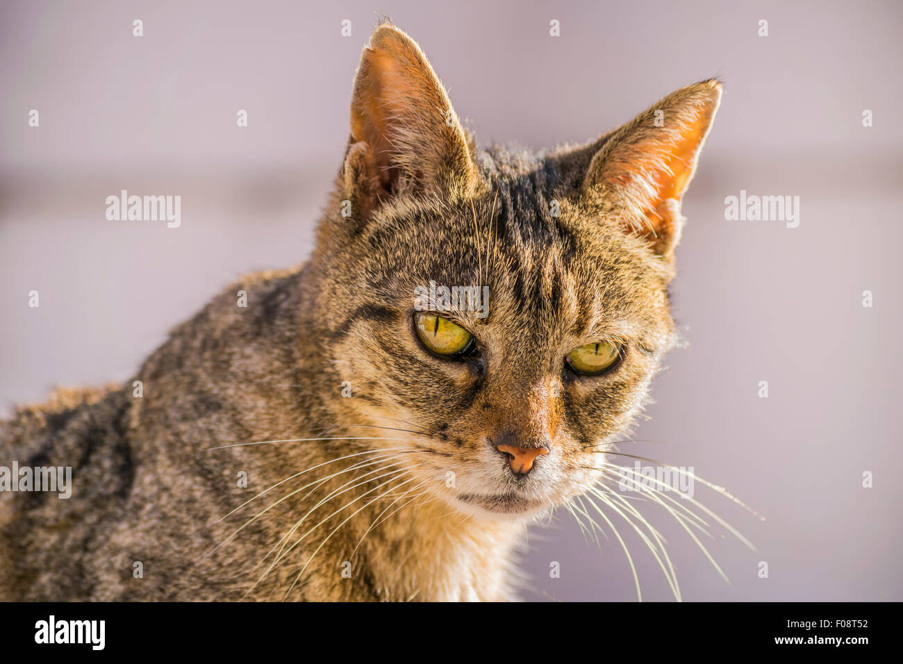 Closeup of a tabby cat looking back with an angry face Stock Photo by  wirestock