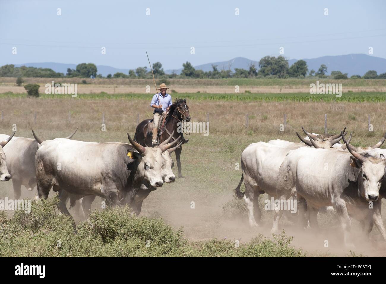 Herd of cattles with herder in meadow, Maremma, Tuscany, Italy Stock Photo