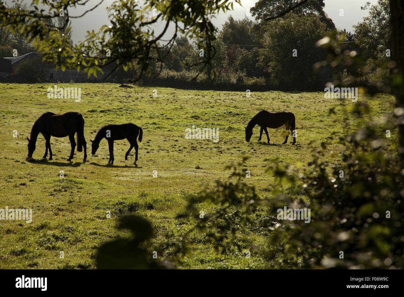 Grazing horses on pasture in Armagh, Ireland, UK Stock Photo