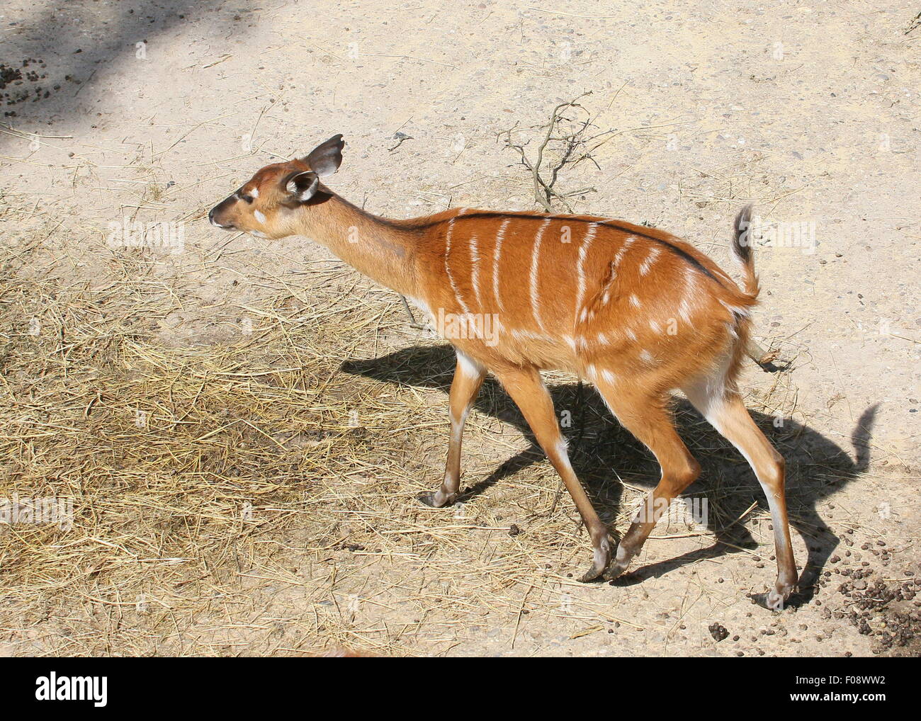 Sub-Saharan African Sitatunga Antelope (Tragelaphus spekii) Stock Photo