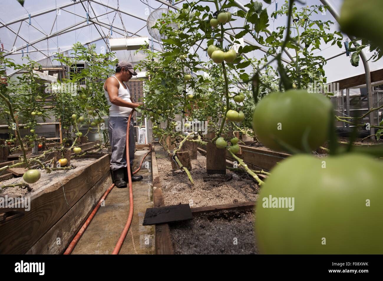 Man watering green tomato garden on rooftop in greenhouse, New York