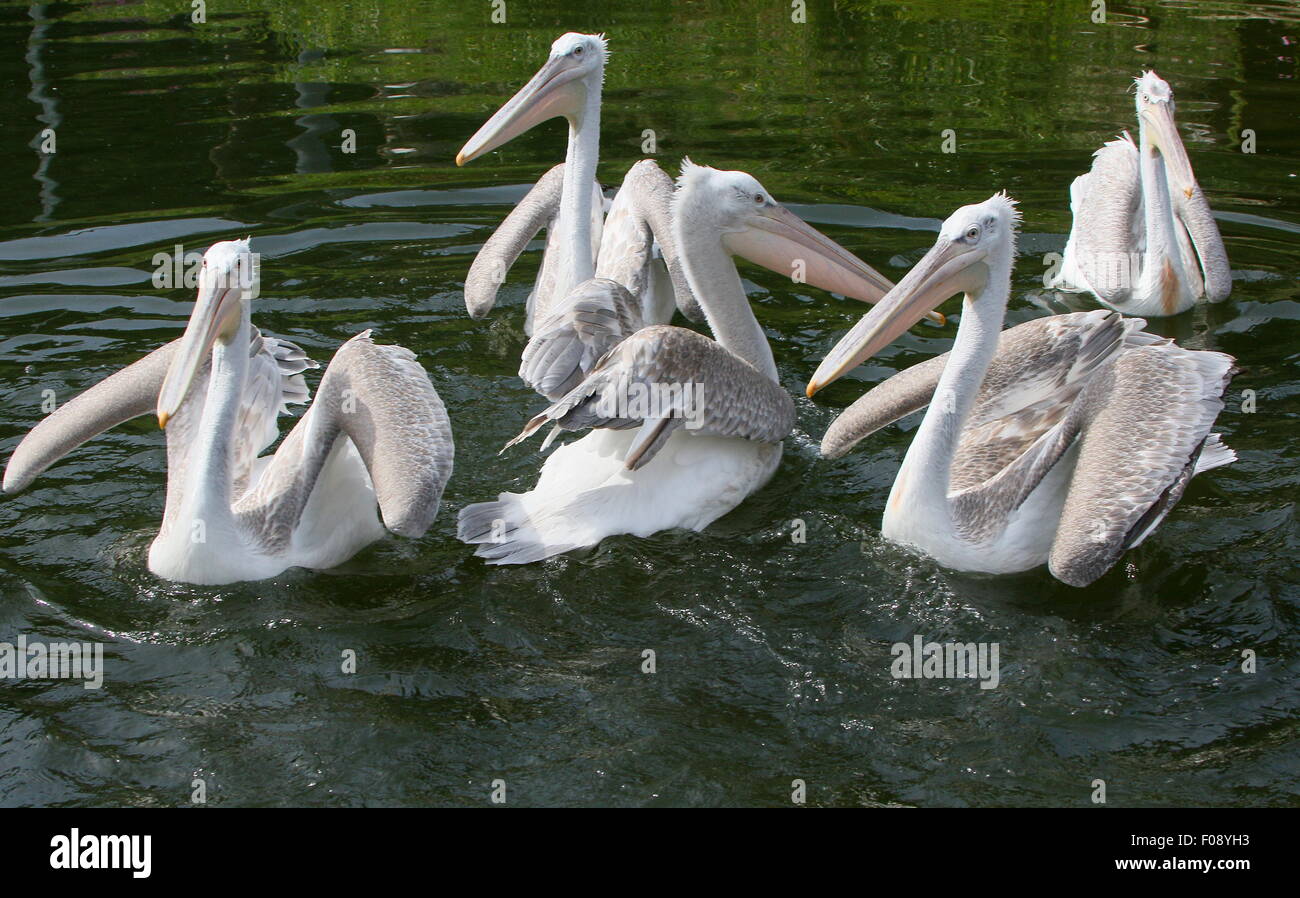 Group of Eurasian Dalmatian pelicans ( Pelecanus crispus) Stock Photo