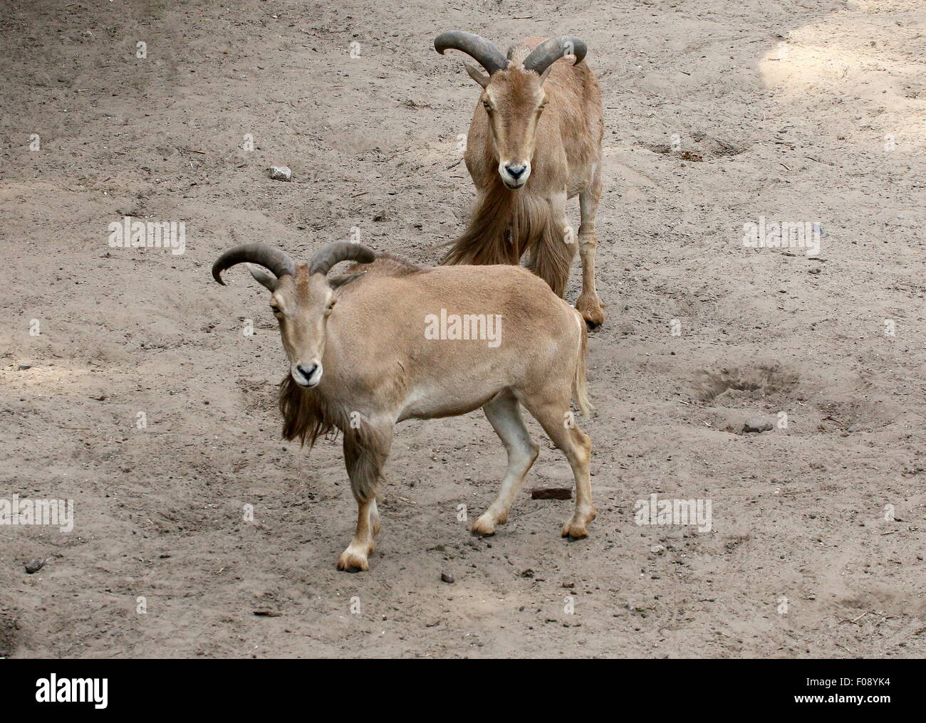 Two North African Barbary sheep (Ammotragus Lervia) Stock Photo