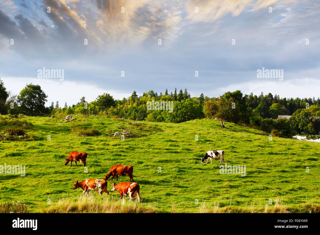 grazing cows, cattle in old rural landscape culture Stock Photo
