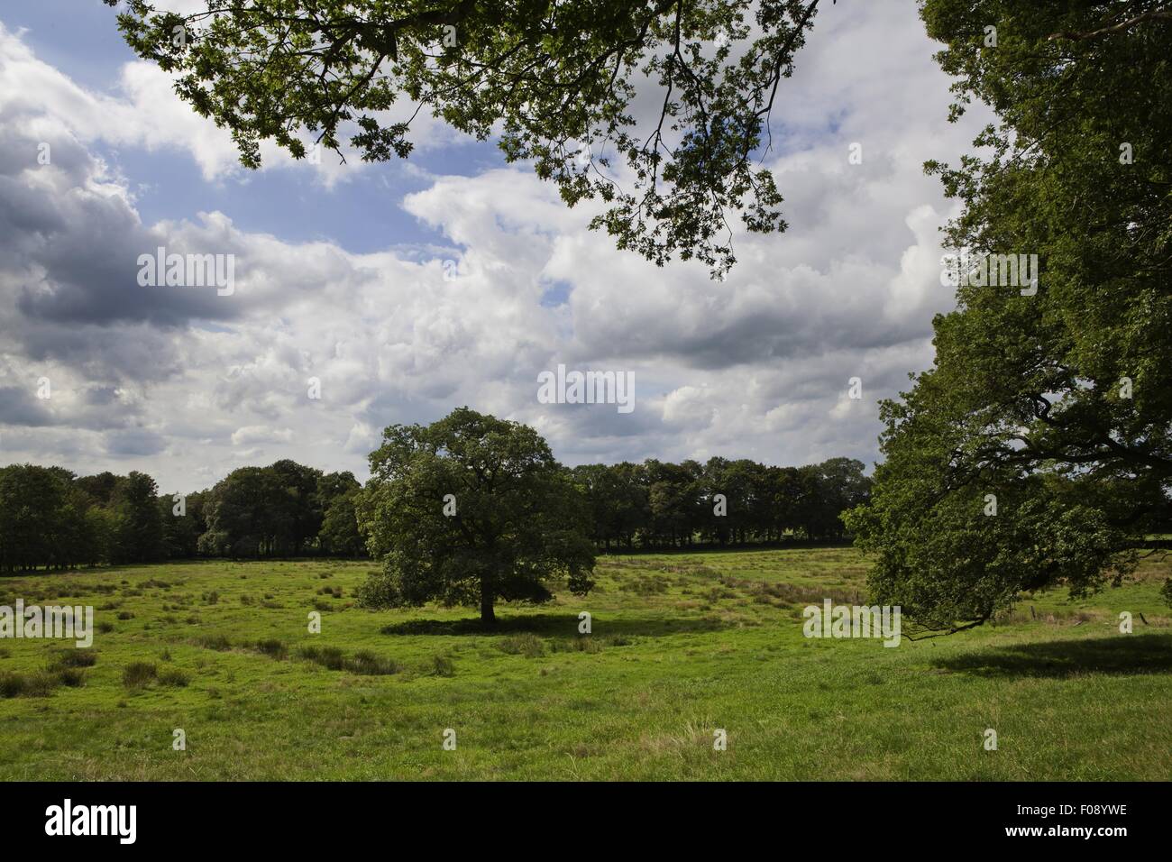 Pasture land and trees in Worpswede, Germany Stock Photo