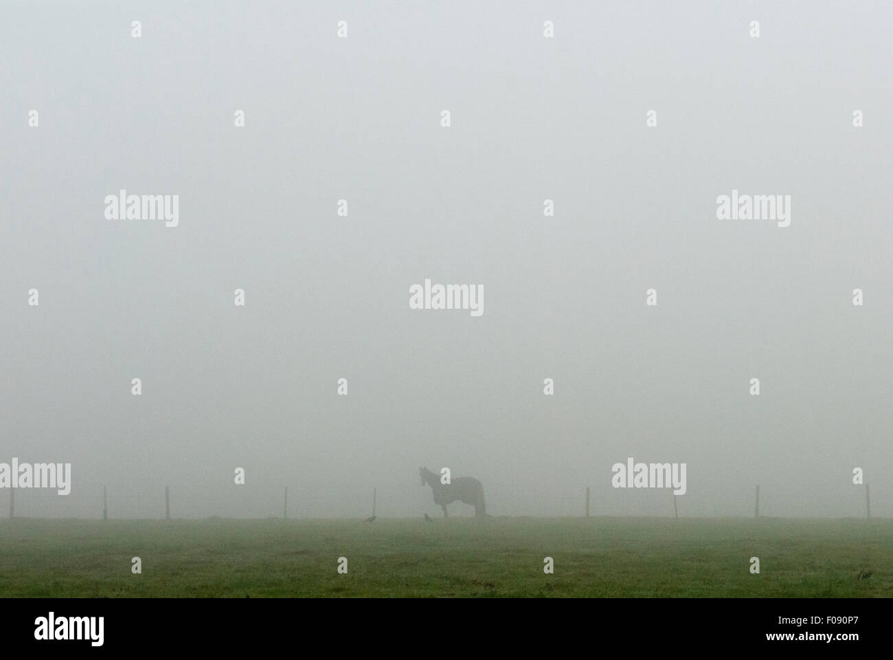 Horse in paddock on a foggy day Stock Photo