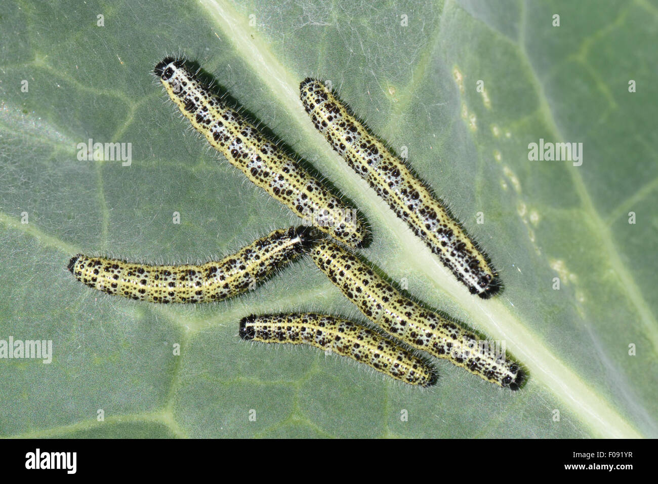 Large cabbage white, Pieris brassicae, caterpillars on damaged leaves of a broccoli, Brassica, vegetable, Berkshire, August Stock Photo
