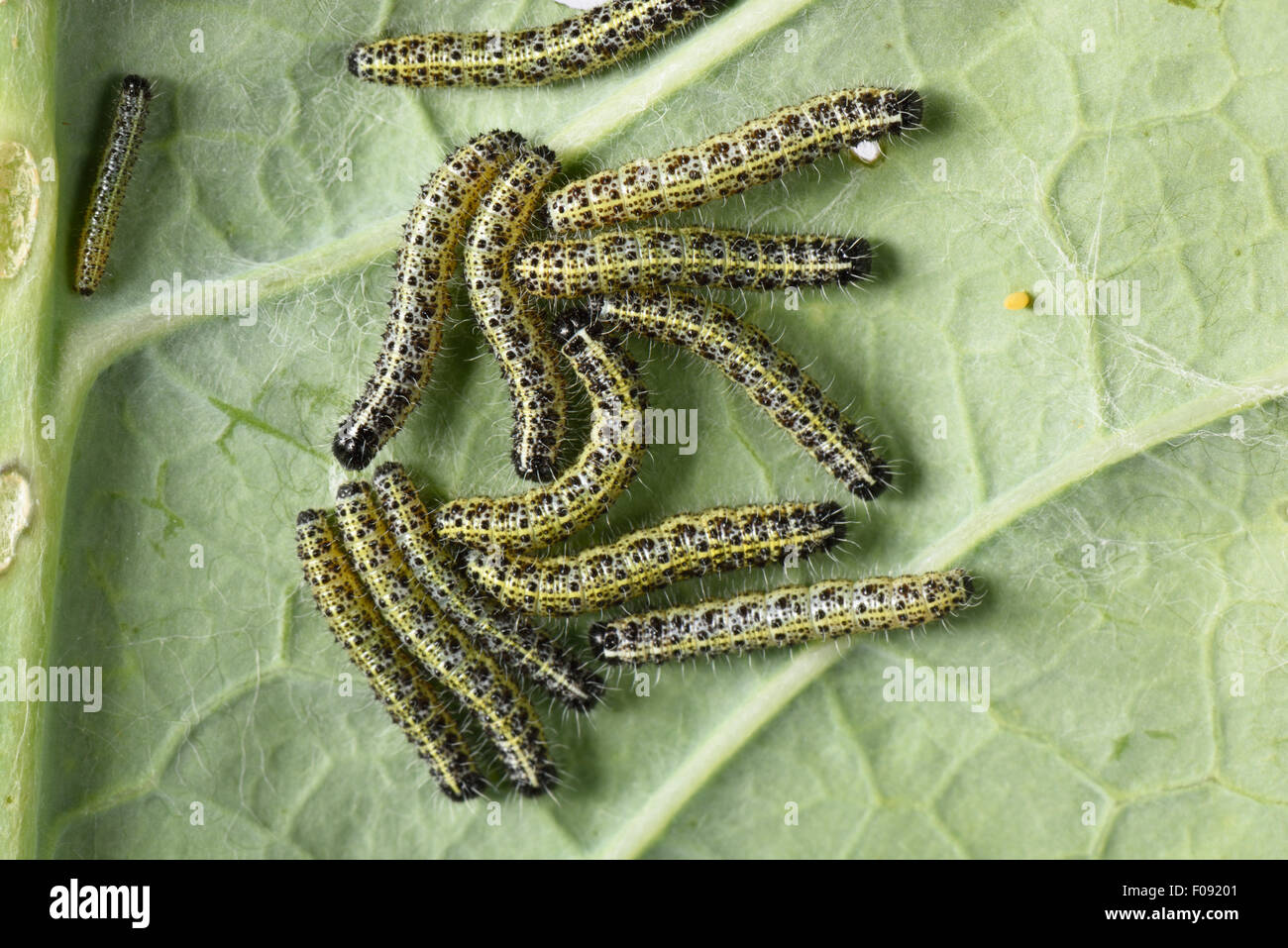 Large cabbage white, Pieris brassicae, caterpillars on damaged leaves of a broccoli, Brassica, vegetable, Berkshire, August Stock Photo