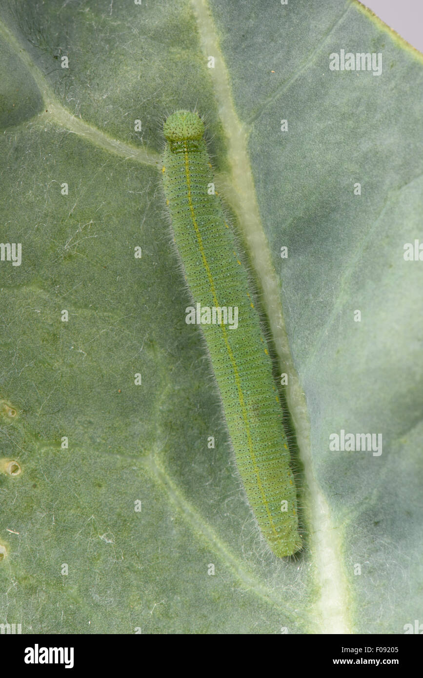 Single small white, Pieris rapae, caterpillar on damaged leaves of a broccoli, Brassica, vegetable, Berkshire, August Stock Photo