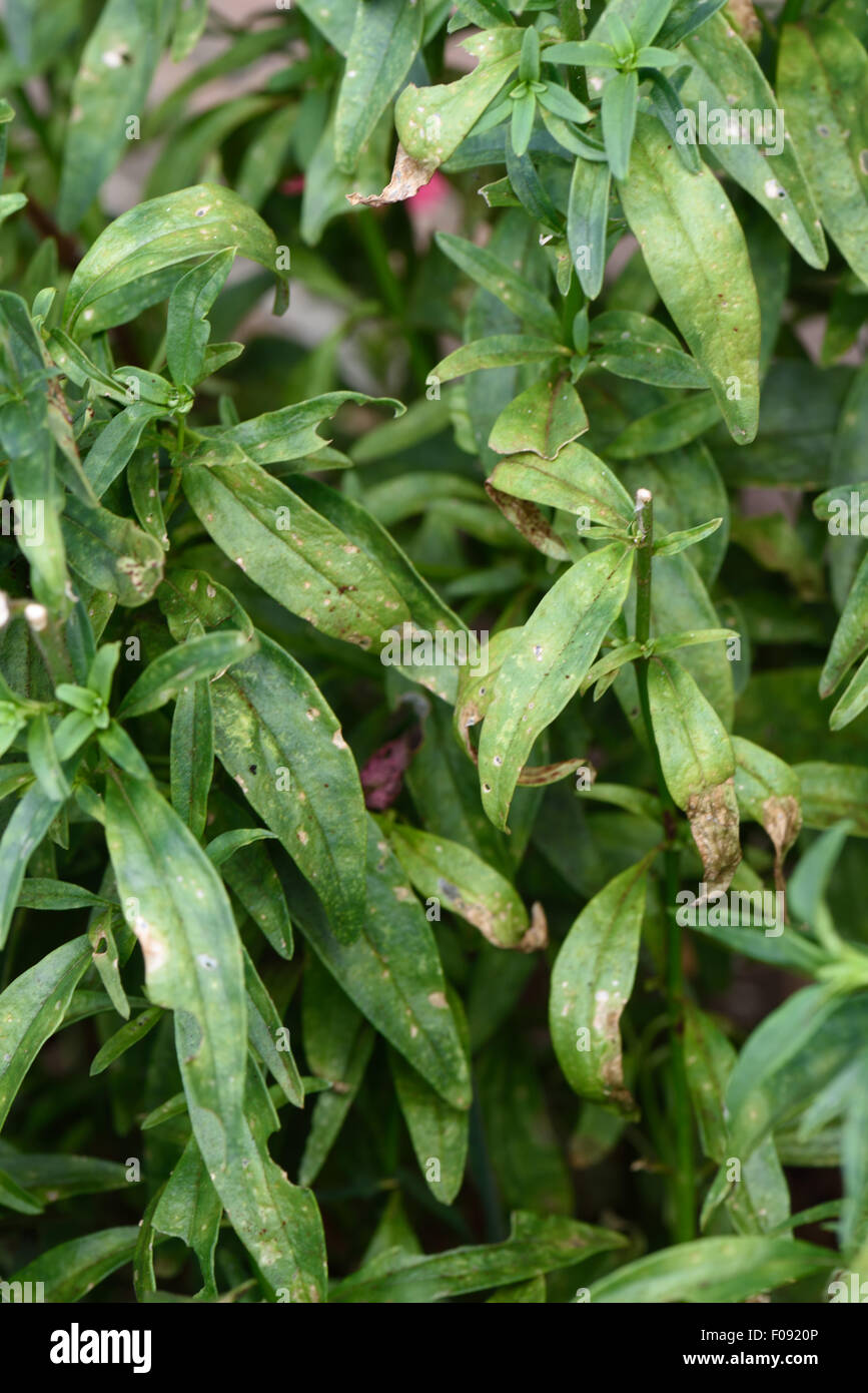 Antirrhinum or snapdragon rust, Puccinia antirrhini, yellow spotting and general weakness in a Antirrhinum or snapdragon plant, Stock Photo