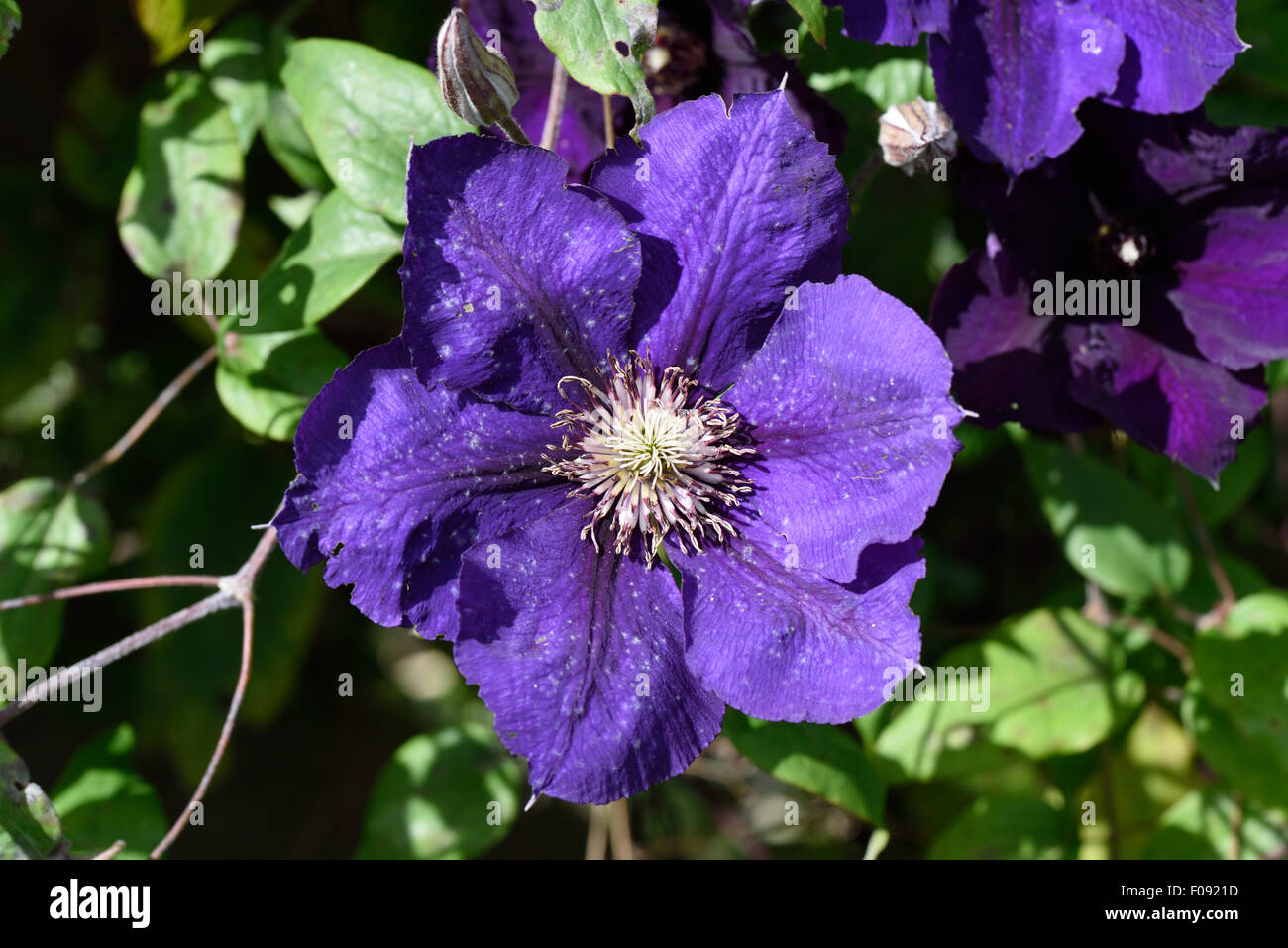 Early development of powedery mildew on the flower of a purple flowering clematis in summer, Berkshire, August Stock Photo