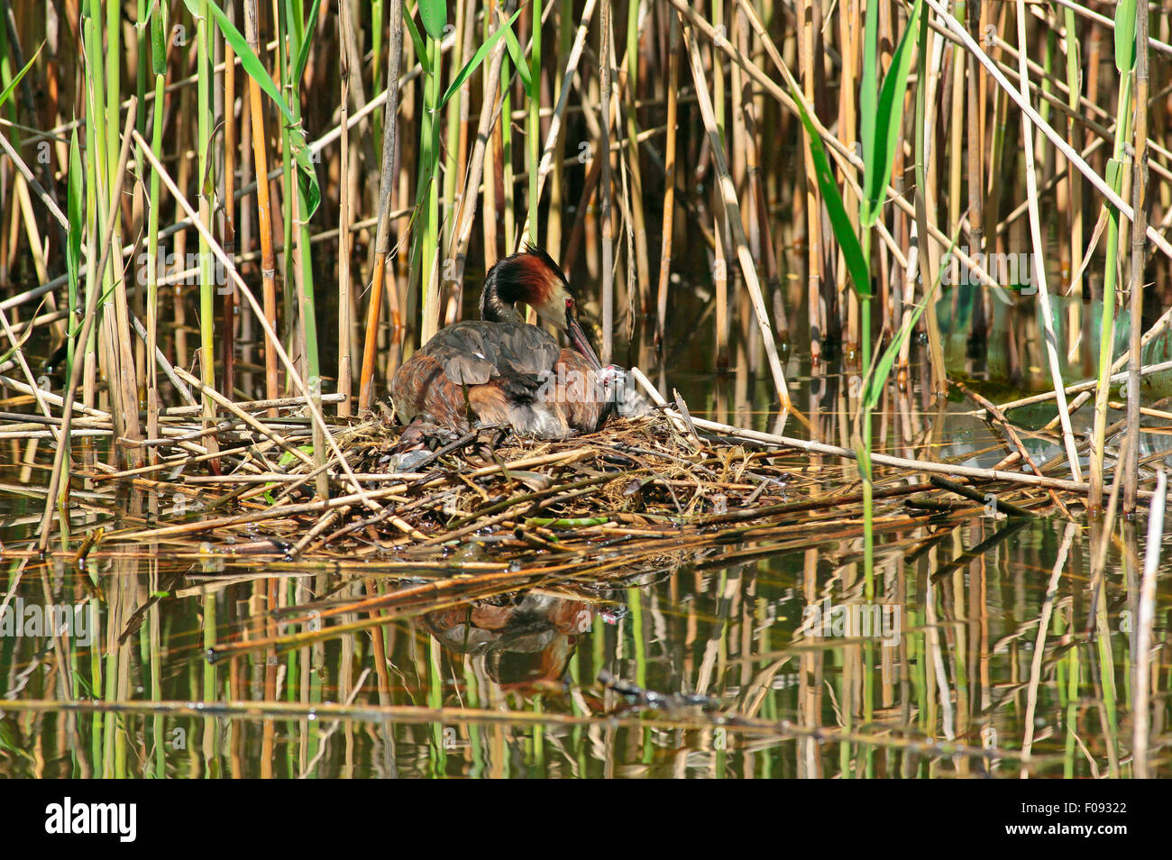 Great crested Grebe  (Podiceps cristatus) on the nest with the chick Stock Photo