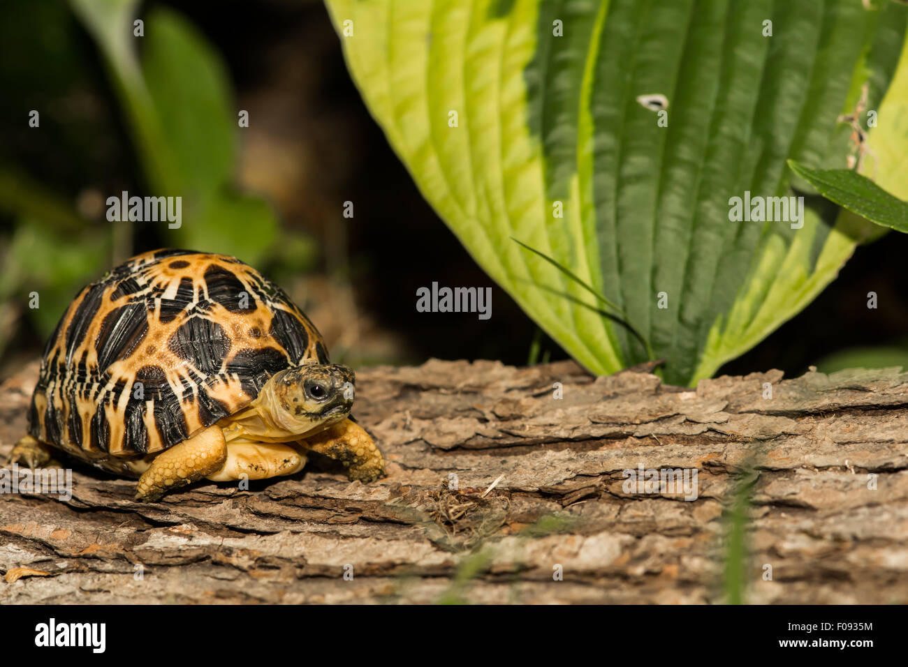 Radiated tortoise baby hires stock photography and images Alamy