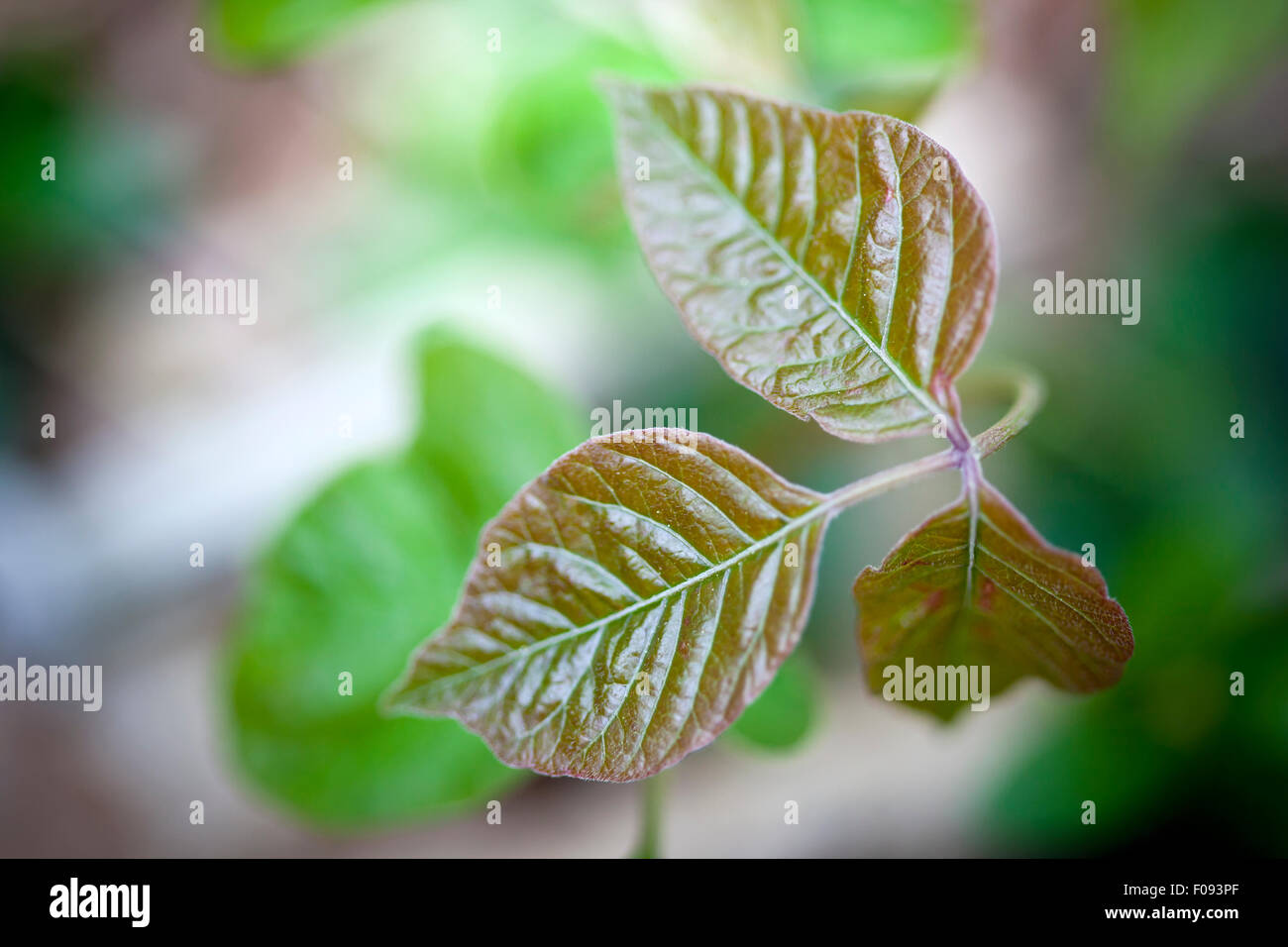 Close up detail of poison ivy in a natural setting Stock Photo Alamy