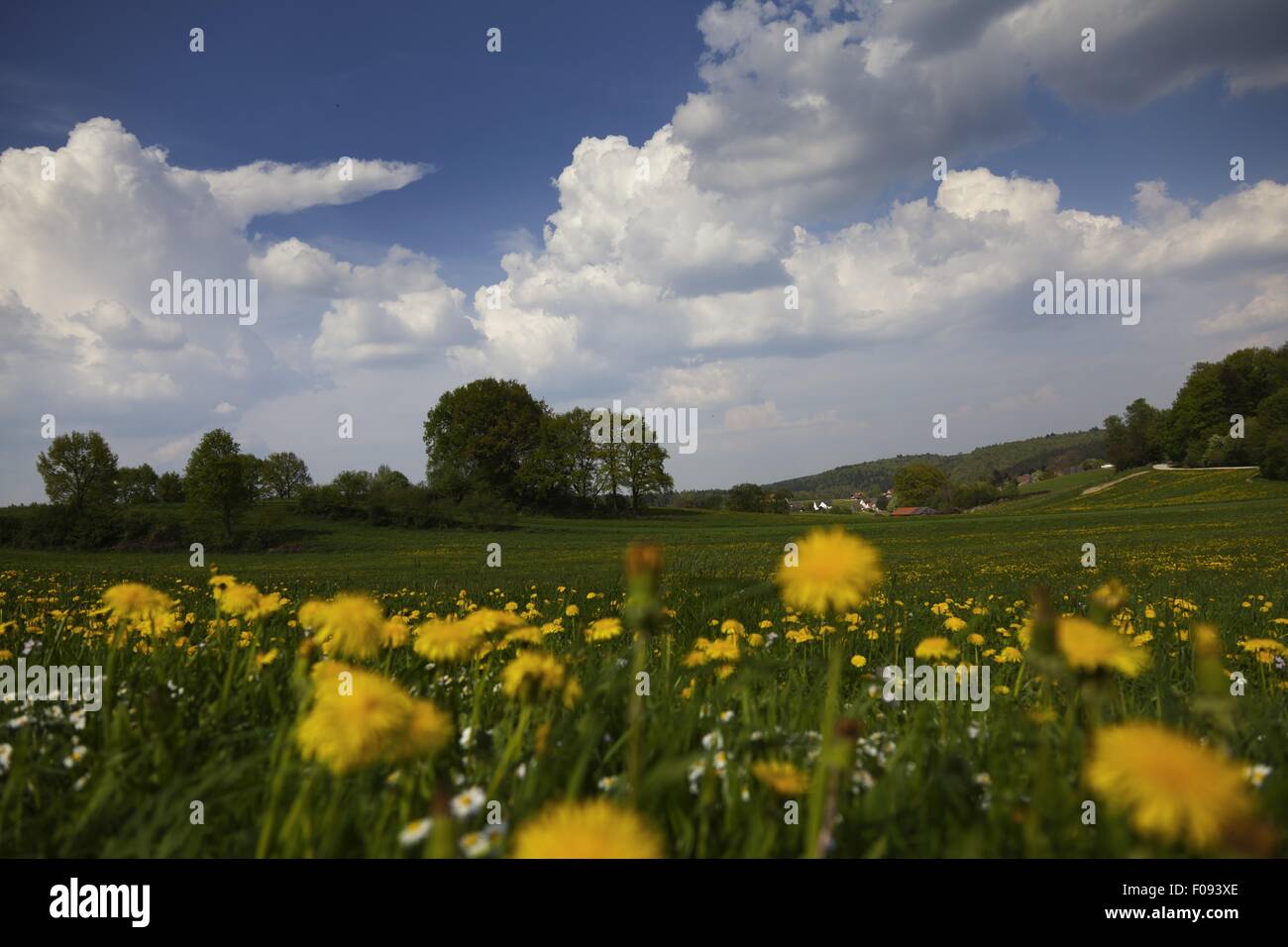 View of perennial landscape at Dopshofen, Augsburg, Bavaria, Germany Stock Photo