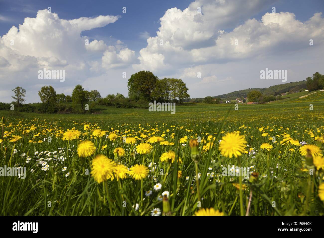 View of perennial landscape at Dopshofen, Augsburg, Bavaria, Germany Stock Photo