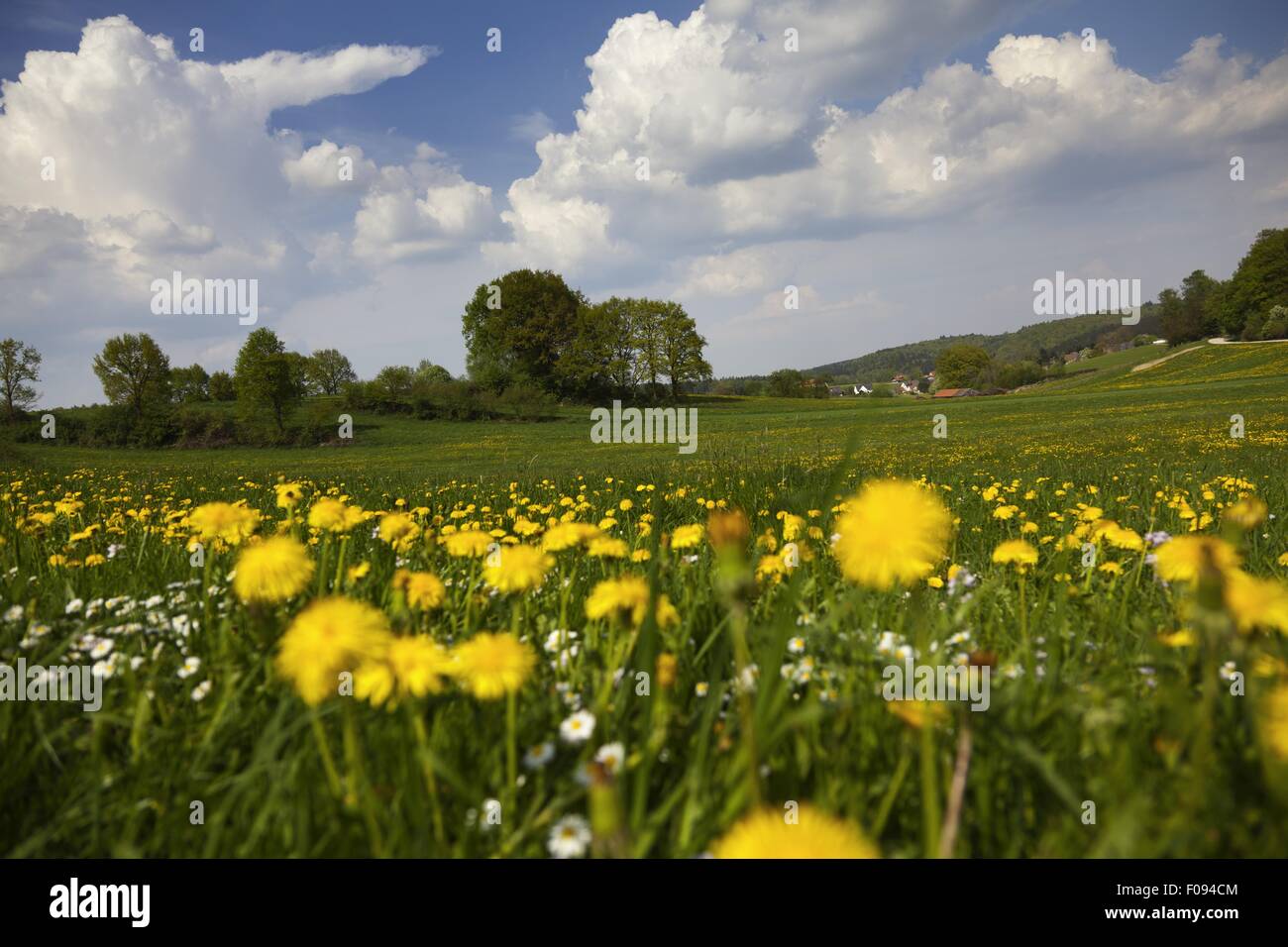 View of perennial landscape at Dopshofen, Augsburg, Bavaria, Germany Stock Photo