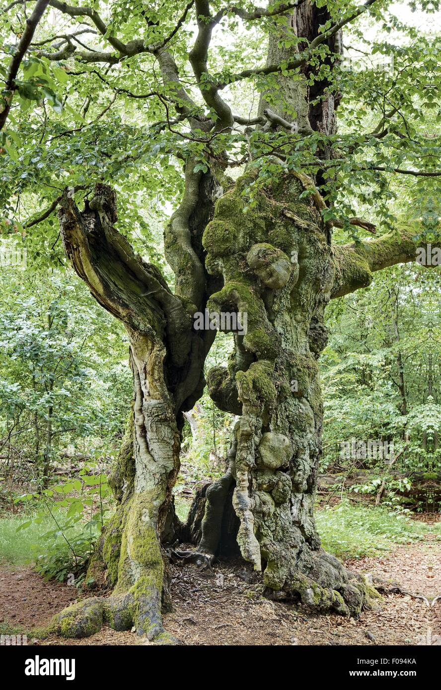 Hutebaum in basement Forest, Albertshausen, Hesse, Germany Stock Photo ...