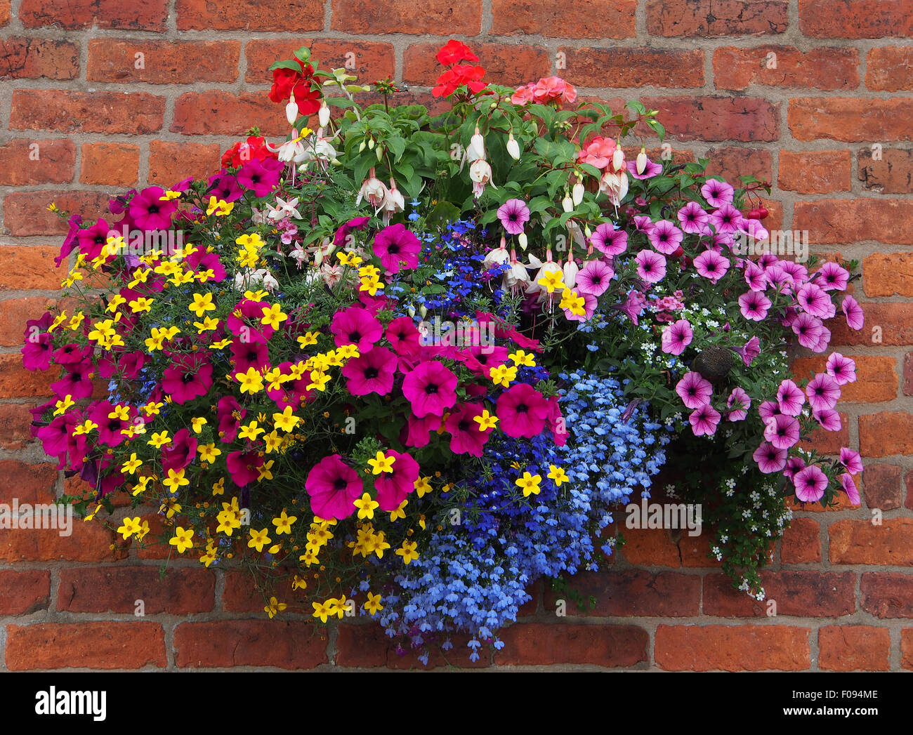 Hanging basket against a brick wall, containing bidens, geraniums